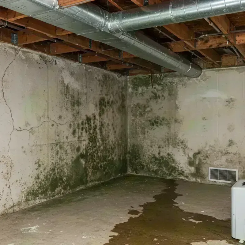 Professional Mold Removal in Monticello, IL